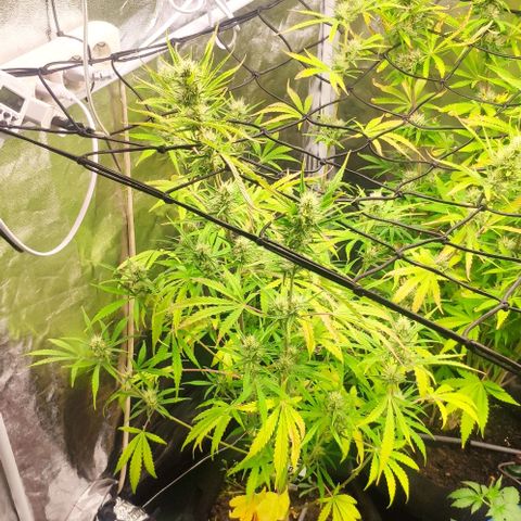 Random Bud 2 growlog timeline photo