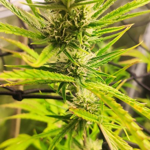Random Bud 2 growlog timeline photo