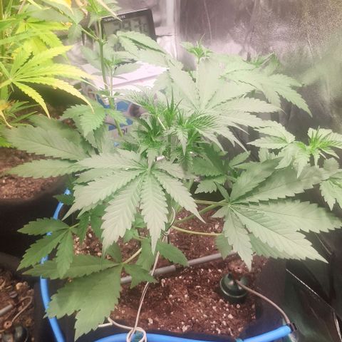 Fast Buds Banana Purple Punch  growlog timeline photo