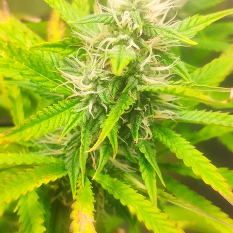 Random Bud 1 growlog timeline photo
