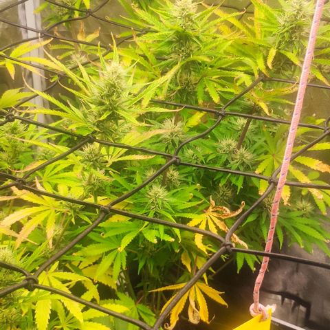 Random Bud 1 growlog timeline photo