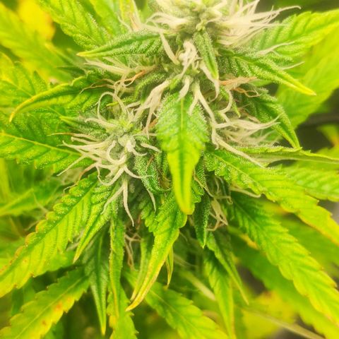 Random Bud 1 growlog timeline photo