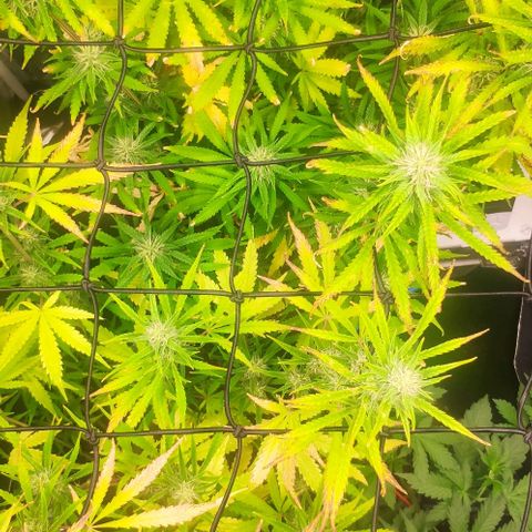 Random Bud 2 growlog timeline photo