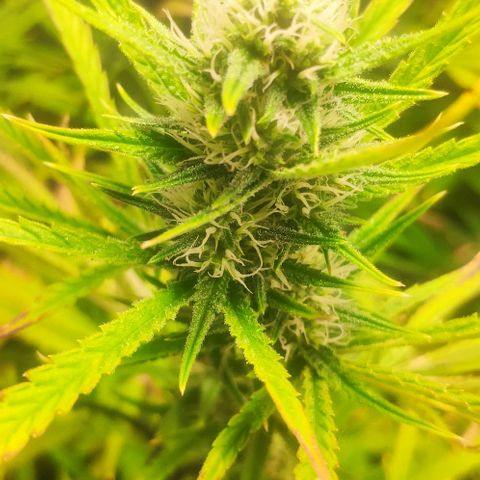 Random Bud 2 growlog timeline photo