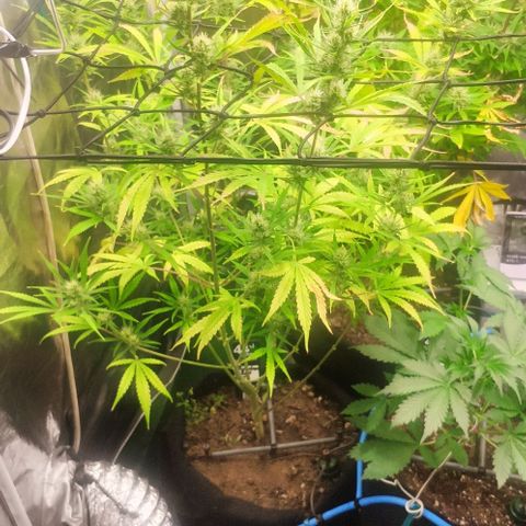 Random Bud 2 growlog timeline photo