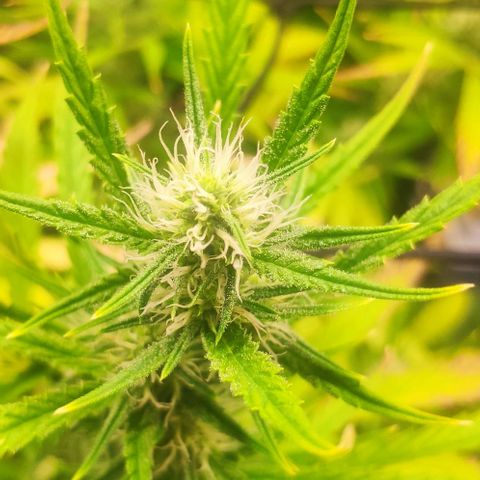 Random Bud 2 growlog timeline photo