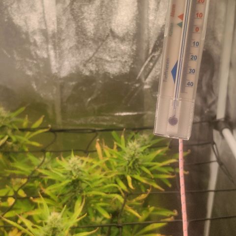 Random Bud 2 growlog timeline photo
