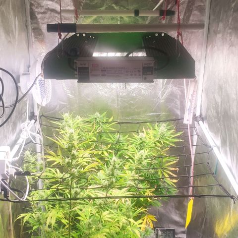 Random Bud 2 growlog timeline photo