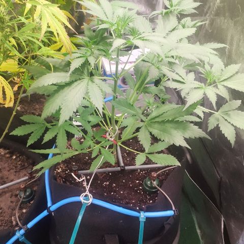 Fast Buds Banana Purple Punch  growlog timeline photo