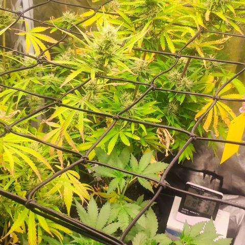 Random Bud 1 growlog timeline photo