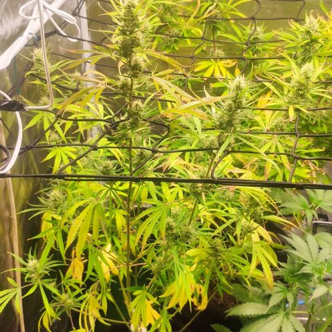 Random Bud 2 growlog timeline photo