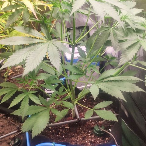 Fast Buds Banana Purple Punch  growlog timeline photo