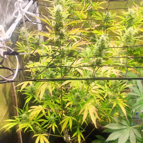 Random Bud 2 growlog timeline photo