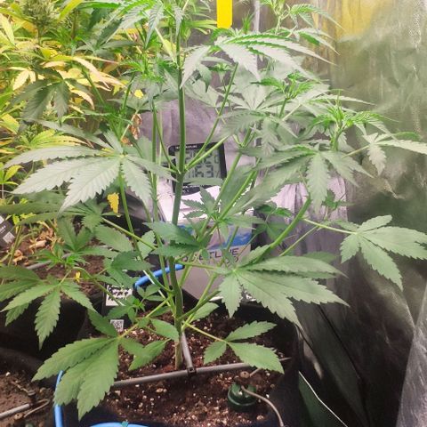 Fast Buds Banana Purple Punch  growlog timeline photo