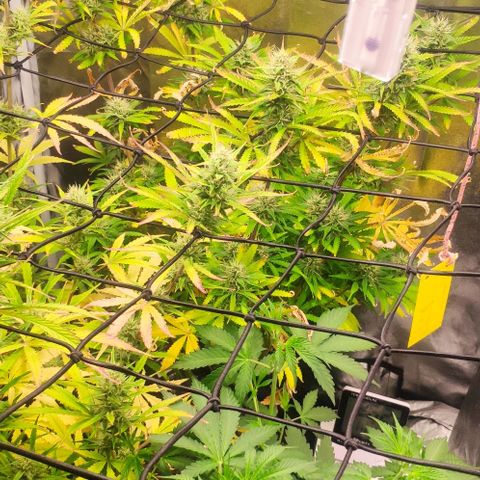 Random Bud 1 growlog timeline photo