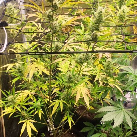 Random Bud 2 growlog timeline photo