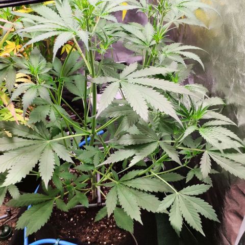 Fast Buds Banana Purple Punch  growlog timeline photo