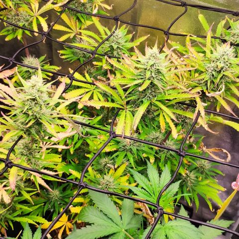 Random Bud 1 growlog timeline photo