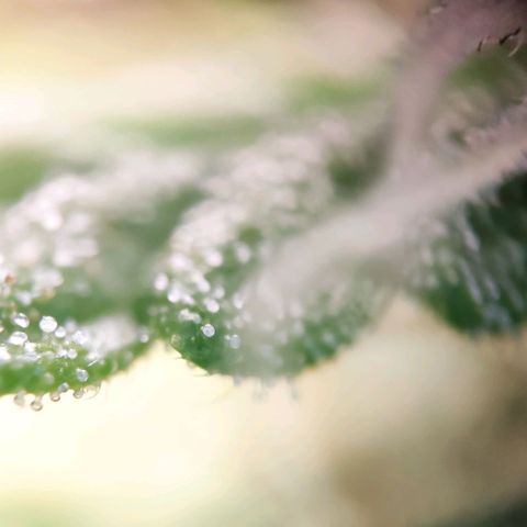 Random Bud 1 growlog timeline photo