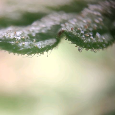 Random Bud 1 growlog timeline photo
