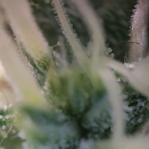 Random Bud 2 growlog timeline photo