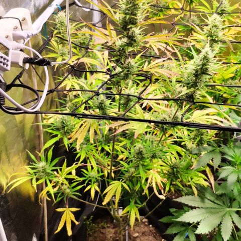Random Bud 2 growlog timeline photo