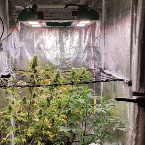 Random Bud 2 growlog timeline photo