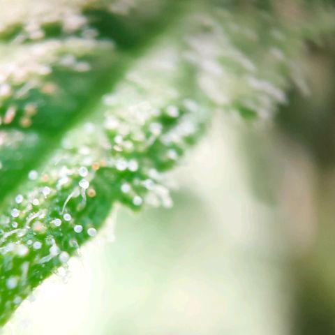 Random Bud 2 growlog timeline photo
