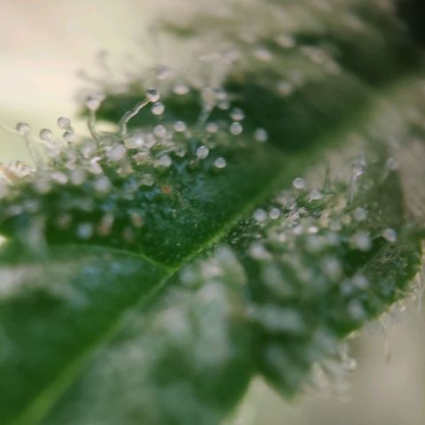 Random Bud 2 growlog timeline photo