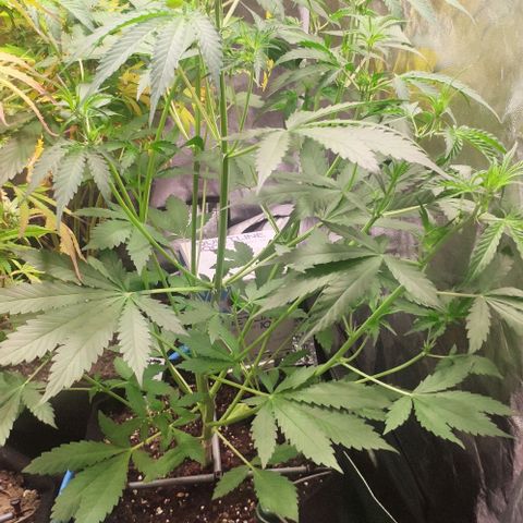 Fast Buds Banana Purple Punch  growlog timeline photo