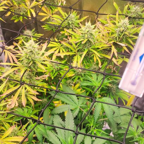 Random Bud 1 growlog timeline photo