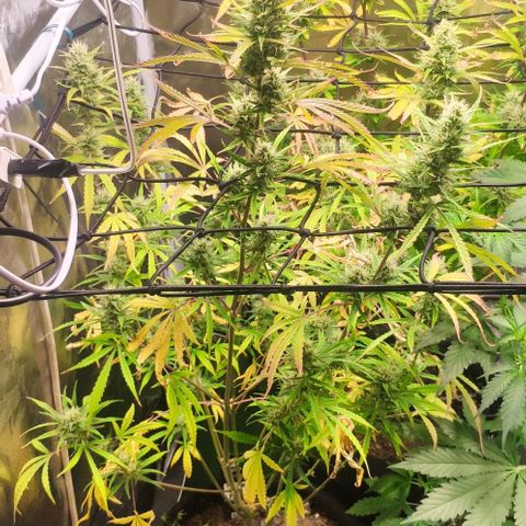Random Bud 2 growlog timeline photo
