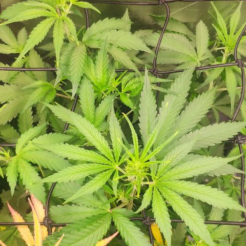 Fast Buds Banana Purple Punch  growlog timeline photo