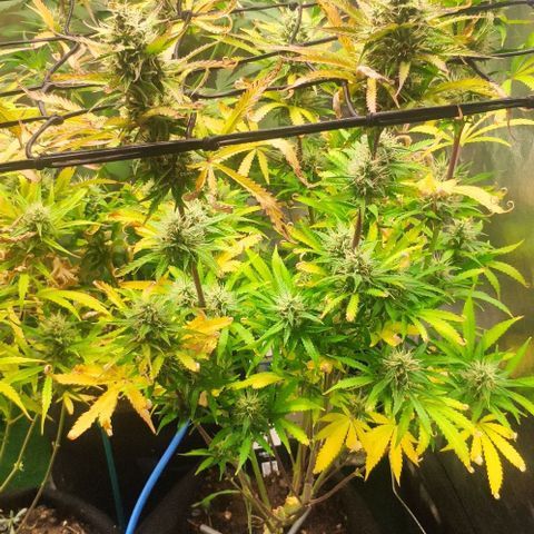 Random Bud 1 growlog timeline photo