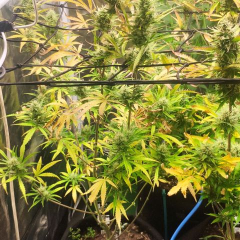 Random Bud 2 growlog timeline photo