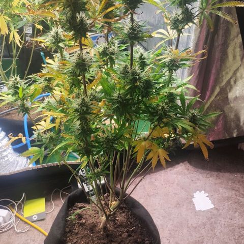 Random Bud 1 growlog photo: 72 Stunden Dunkelheit dann ernten 
