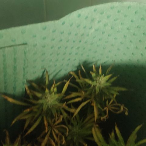 Random Bud 1 growlog photo: 72 Stunden Dunkelheit dann ernten 