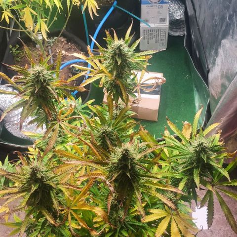 Random Bud 1 growlog photo: 72 Stunden Dunkelheit dann ernten 