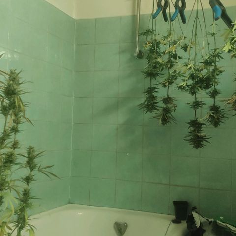 Random Bud 1 growlog timeline photo