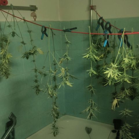 Random Bud 2 growlog timeline photo