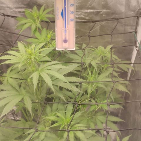 Fast Buds Banana Purple Punch  growlog timeline photo