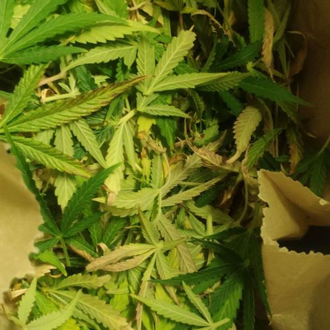 Random Bud 2 growlog timeline photo
