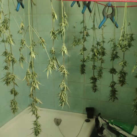 Random Bud 2 growlog timeline photo