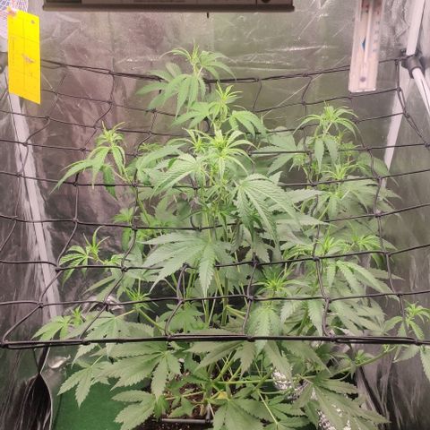 Fast Buds Banana Purple Punch  growlog timeline photo