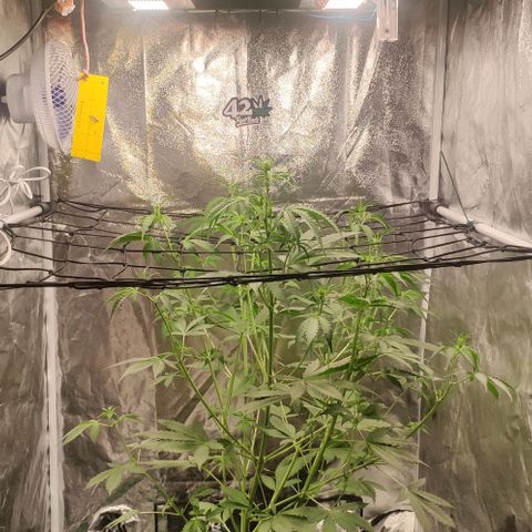Fast Buds Banana Purple Punch  growlog timeline photo