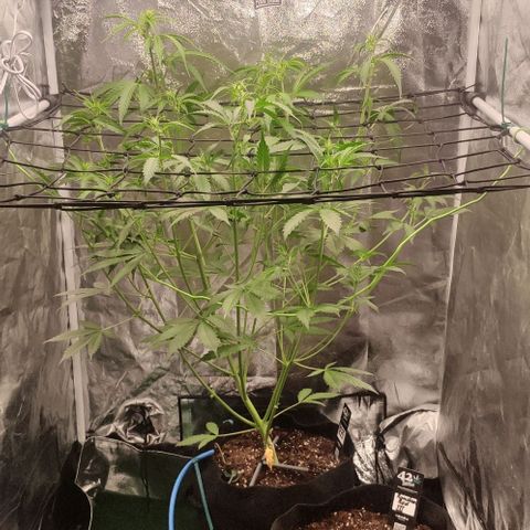 Fast Buds Banana Purple Punch  growlog photo: Kompost Tee 