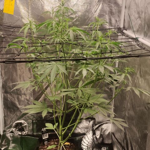 Fast Buds Banana Purple Punch  growlog photo: Kompost Tee 
