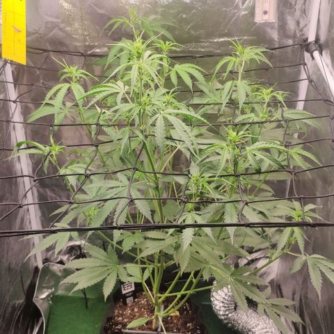 Fast Buds Banana Purple Punch  growlog photo: Kompost Tee 
