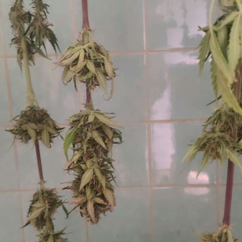 Random Bud 1 growlog timeline photo