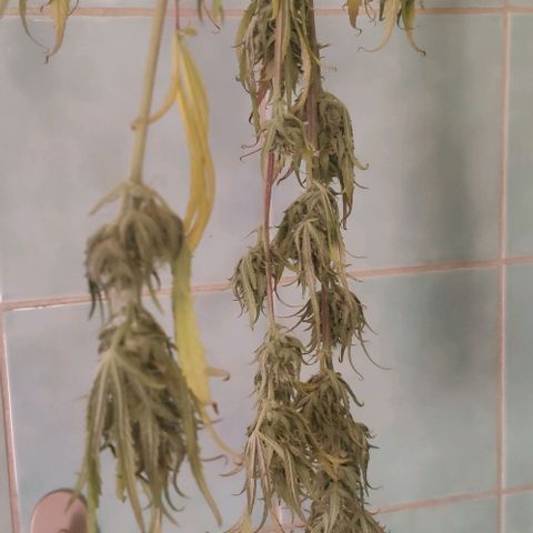 Random Bud 2 growlog timeline photo